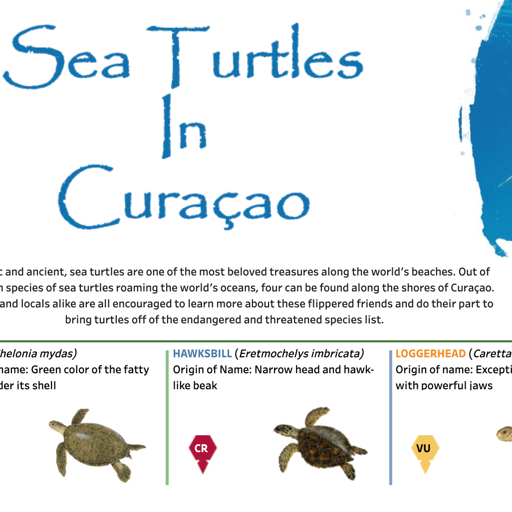 Navegue para Tartarugas marinhas em Curaçao